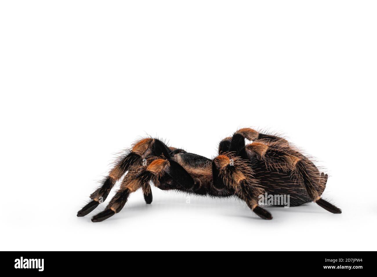 Side view of moving Mexican Redknee tarantula aka Brachypelma hamorii. Isolated on white background. Stock Photo