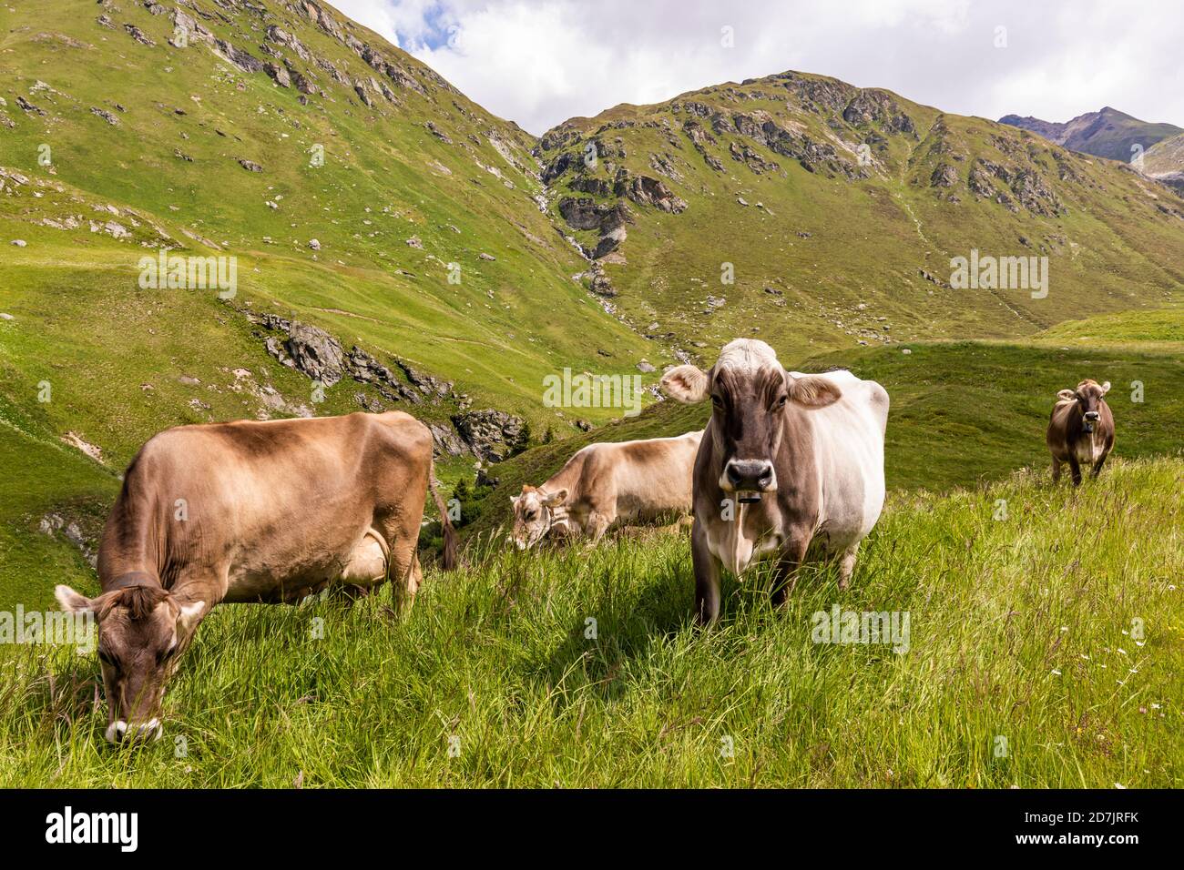 Cattle grazing in Swiss Alps Stock Photo - Alamy