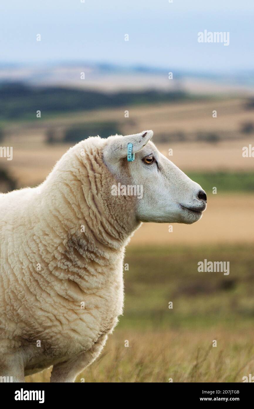 Sheep in Field with Autumn View Stock Photo