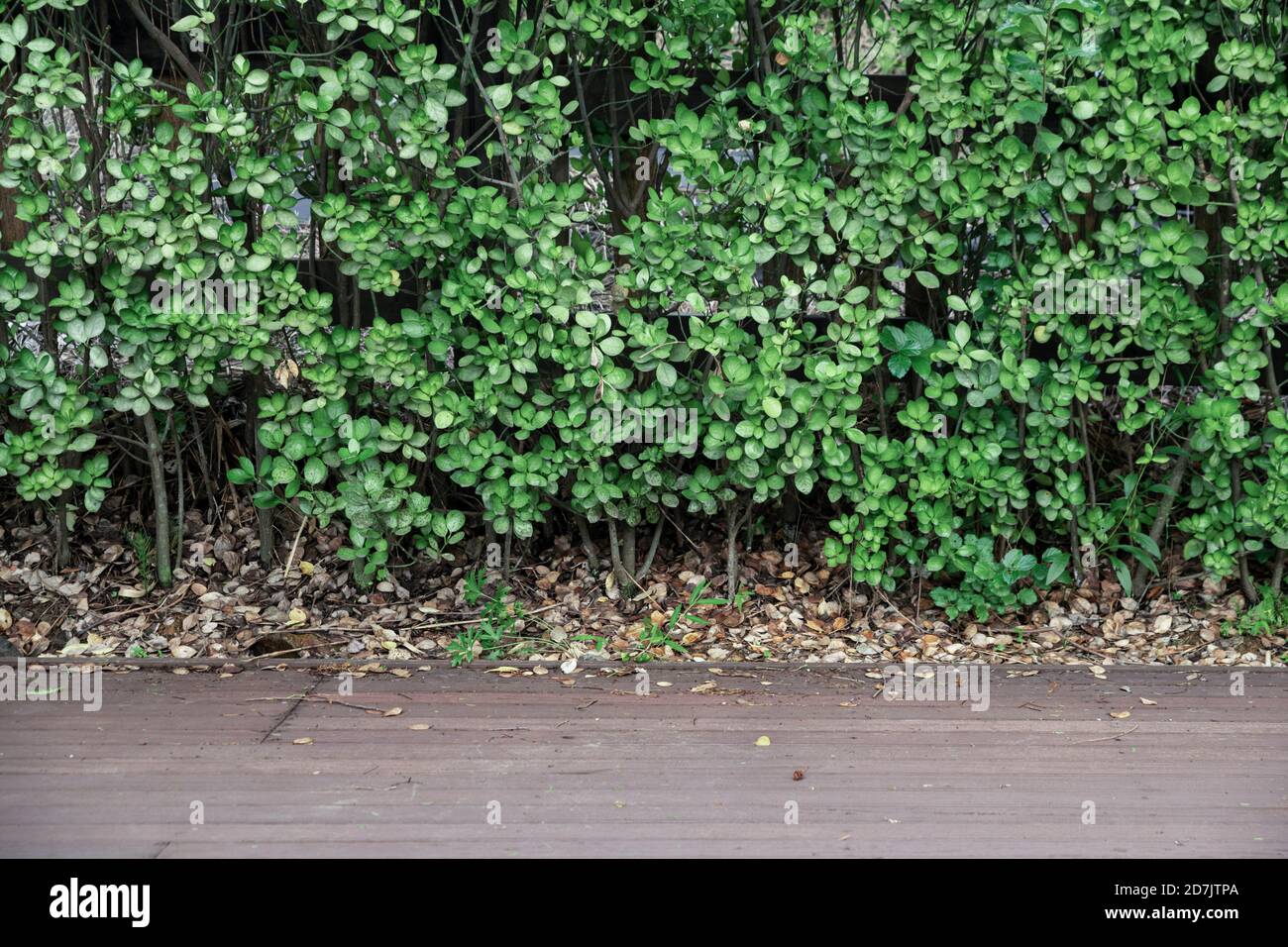 205 nature hi-res stock photography and images - Alamy
