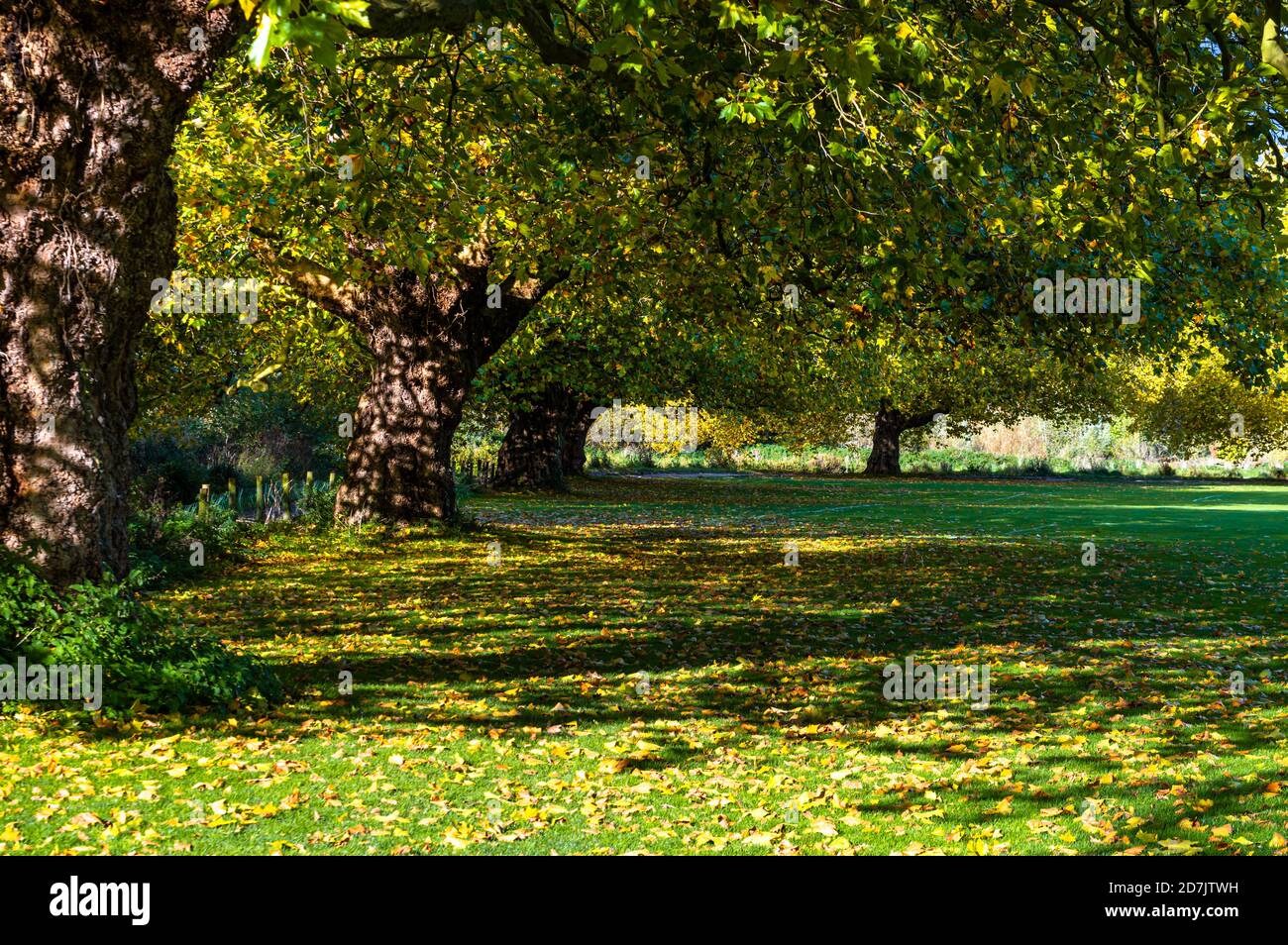 Fallen autumn leaves lie on the grass beneath trees along the bank of the River Itchen in WInchester, Hampshire, England. Stock Photo