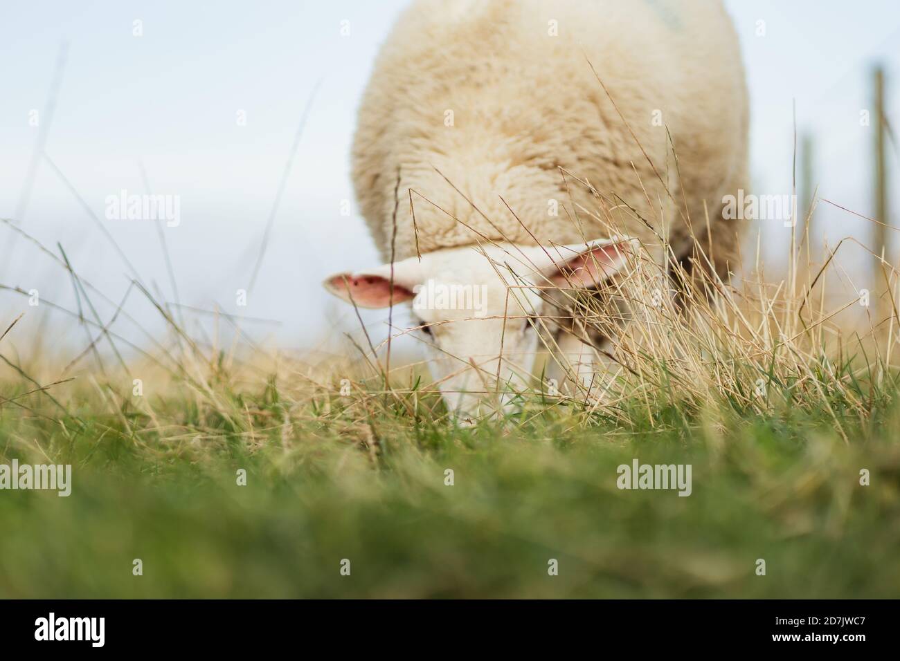 Young Lleyn Sheep Grazing in Field in Scotland Stock Photo