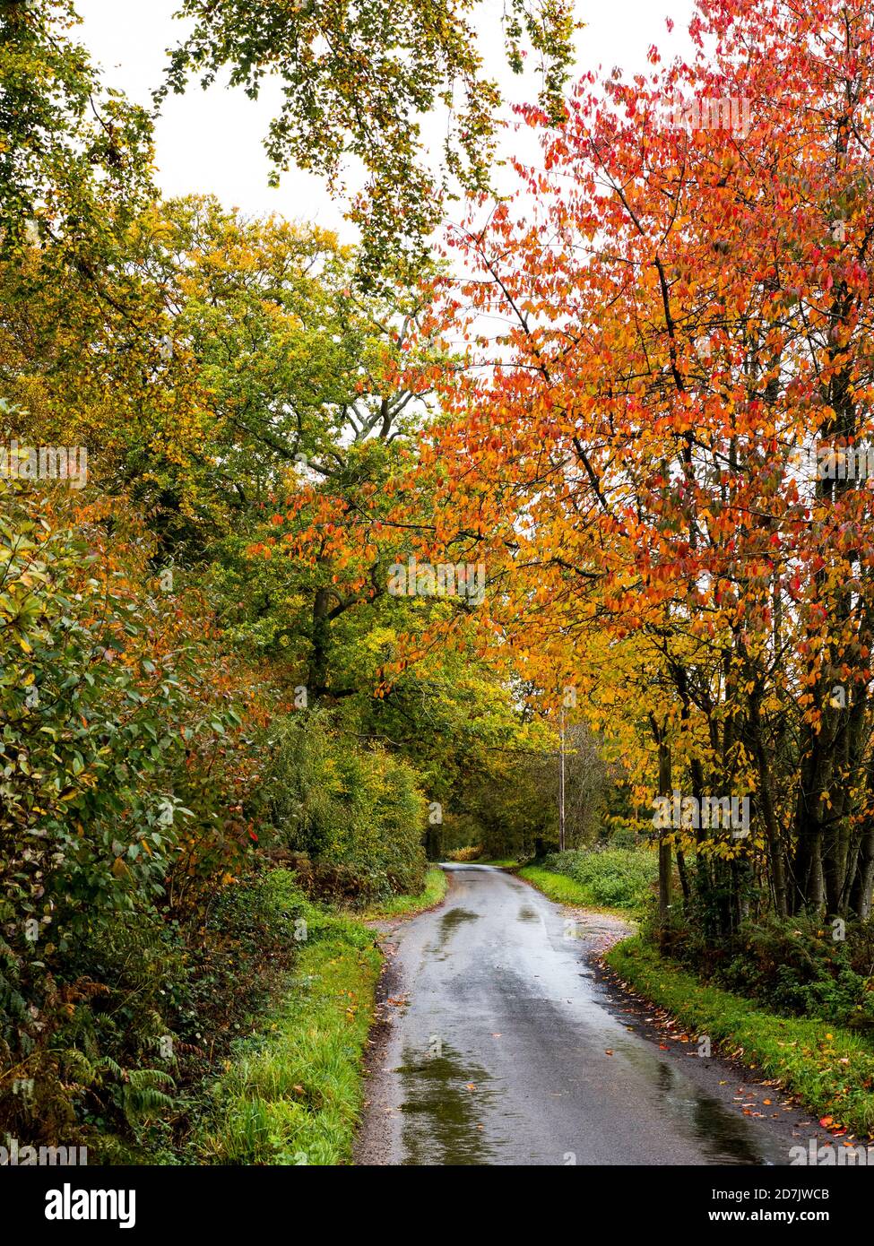 Autumn Landscape, Wyfold Rd, Gallowstree Common, Oxfordshire, England, UK, GB. Stock Photo