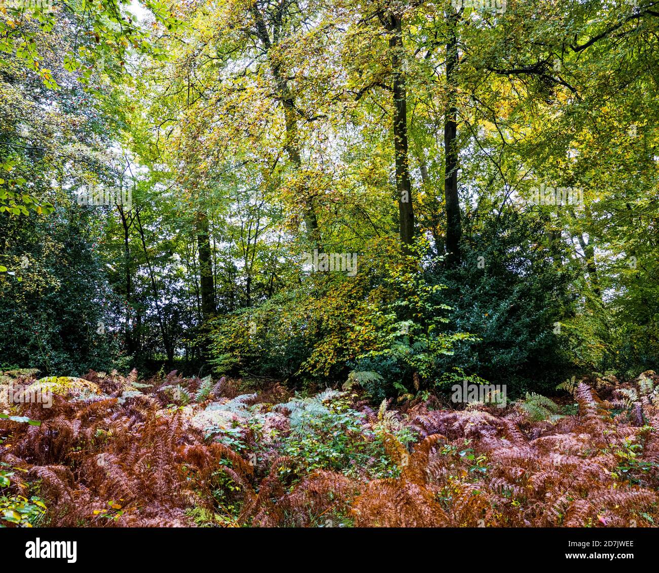 Fall, Woodland Landscape, Marks Corner, Checkendon, Oxfordshire ...
