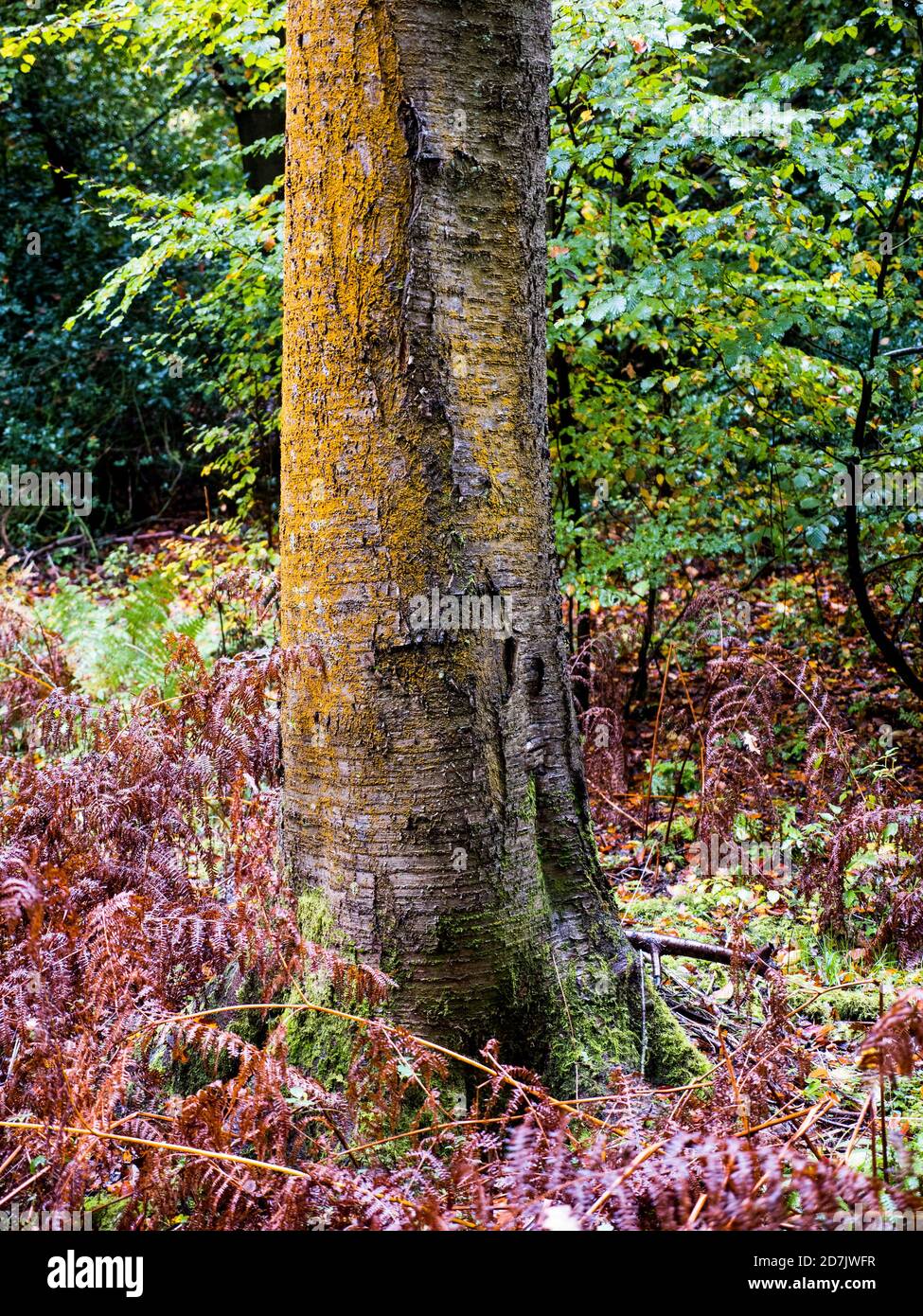 Lichen good Air Quality, Autumn Forest Landscape, Yellow Lichen, Woods, Marks Corner, Oxfordshire, England, UK, GB. Stock Photo