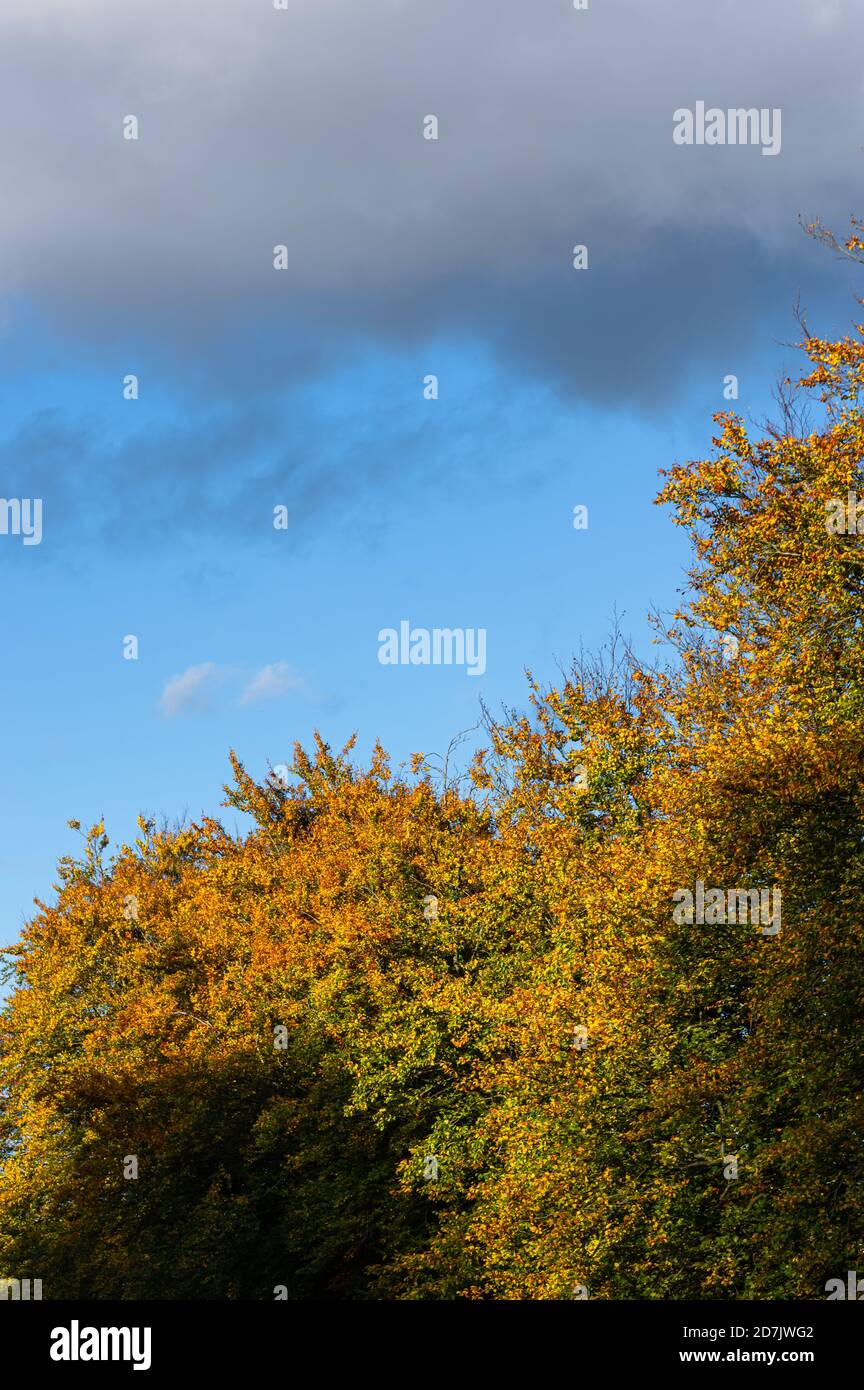 Colourful autumn leaves on the trees contrast against blue sky late afternoon light. Stock Photo