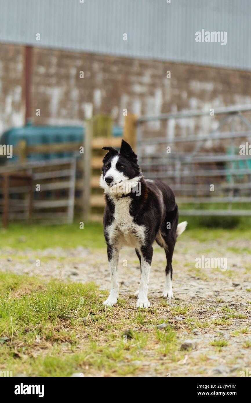 Farm Dog in Yard Stock Photo