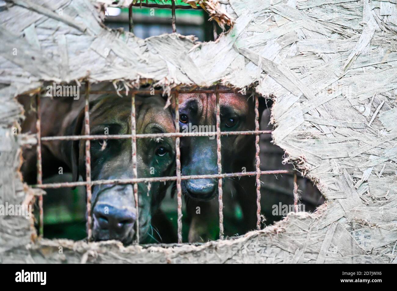 Haemi, South Korea. 22nd Oct, 2020. Dogs look through a hole in plywood covering a cage at a dog meat farm in Haemi, South Korea on Thursday, October 22, 2020. Photo by Thomas Maresca/UPI Credit: UPI/Alamy Live News Stock Photo