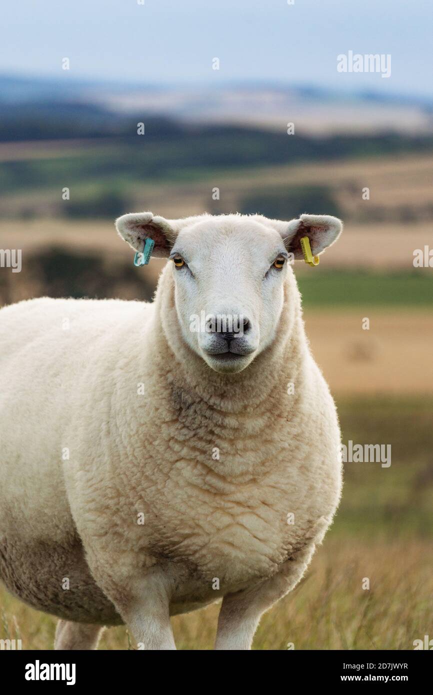 Lleyn Sheep in a Field with Scottish Countryside Stock Photo