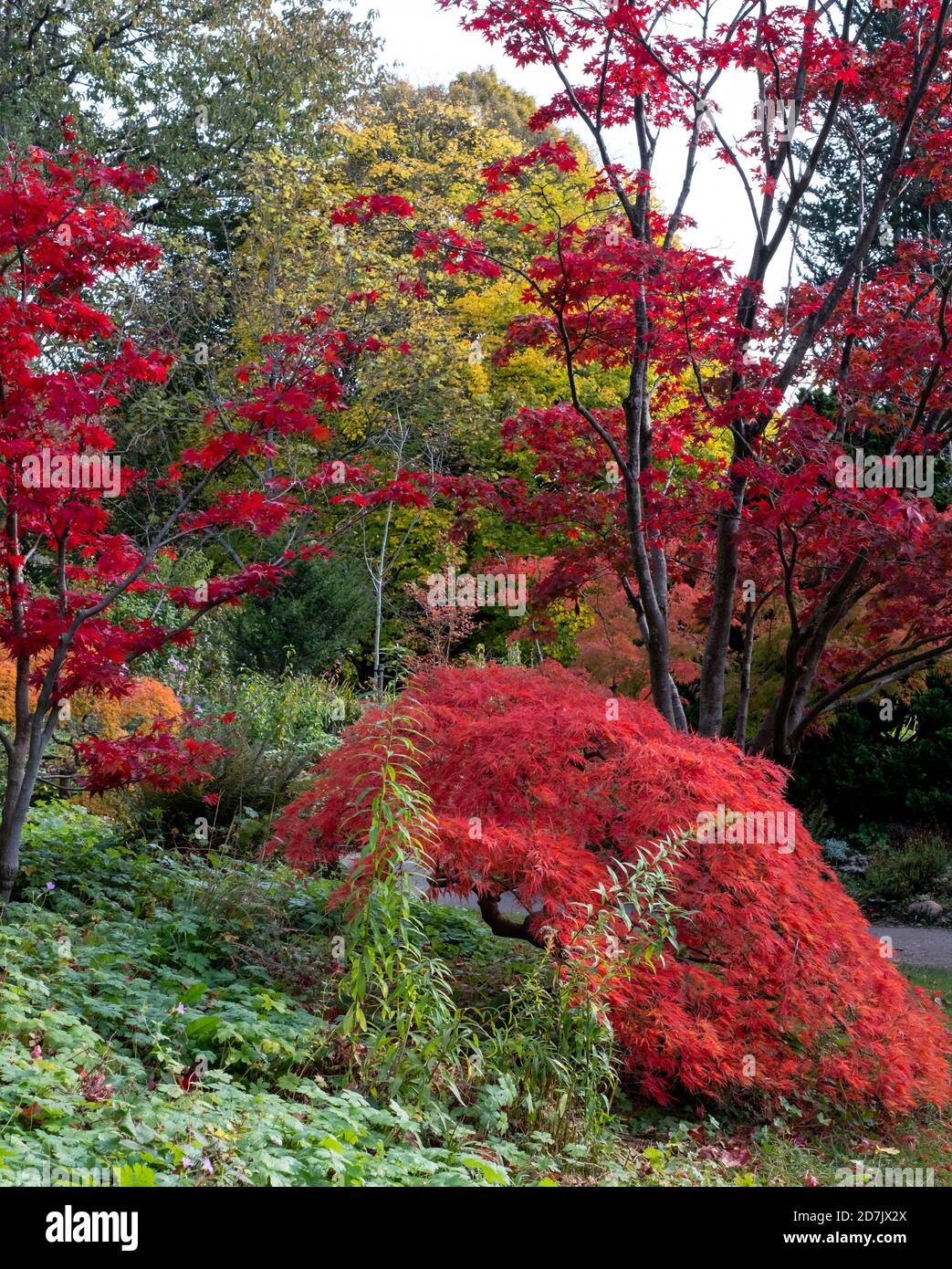Autumn colours in the Botanical Gardens at the Royal Victoria Park ...