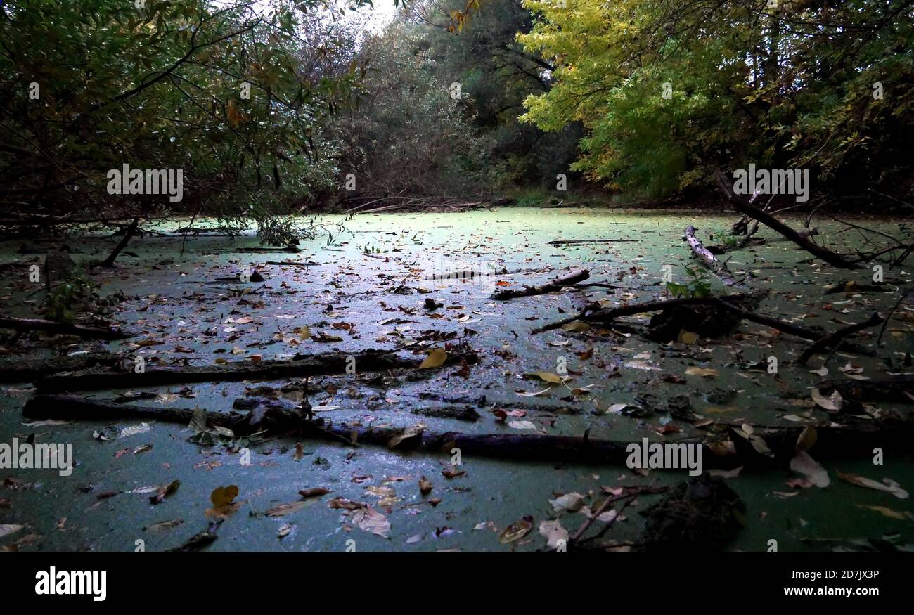 Foul water pond with broken trunks, branches and green algae Stock Photo