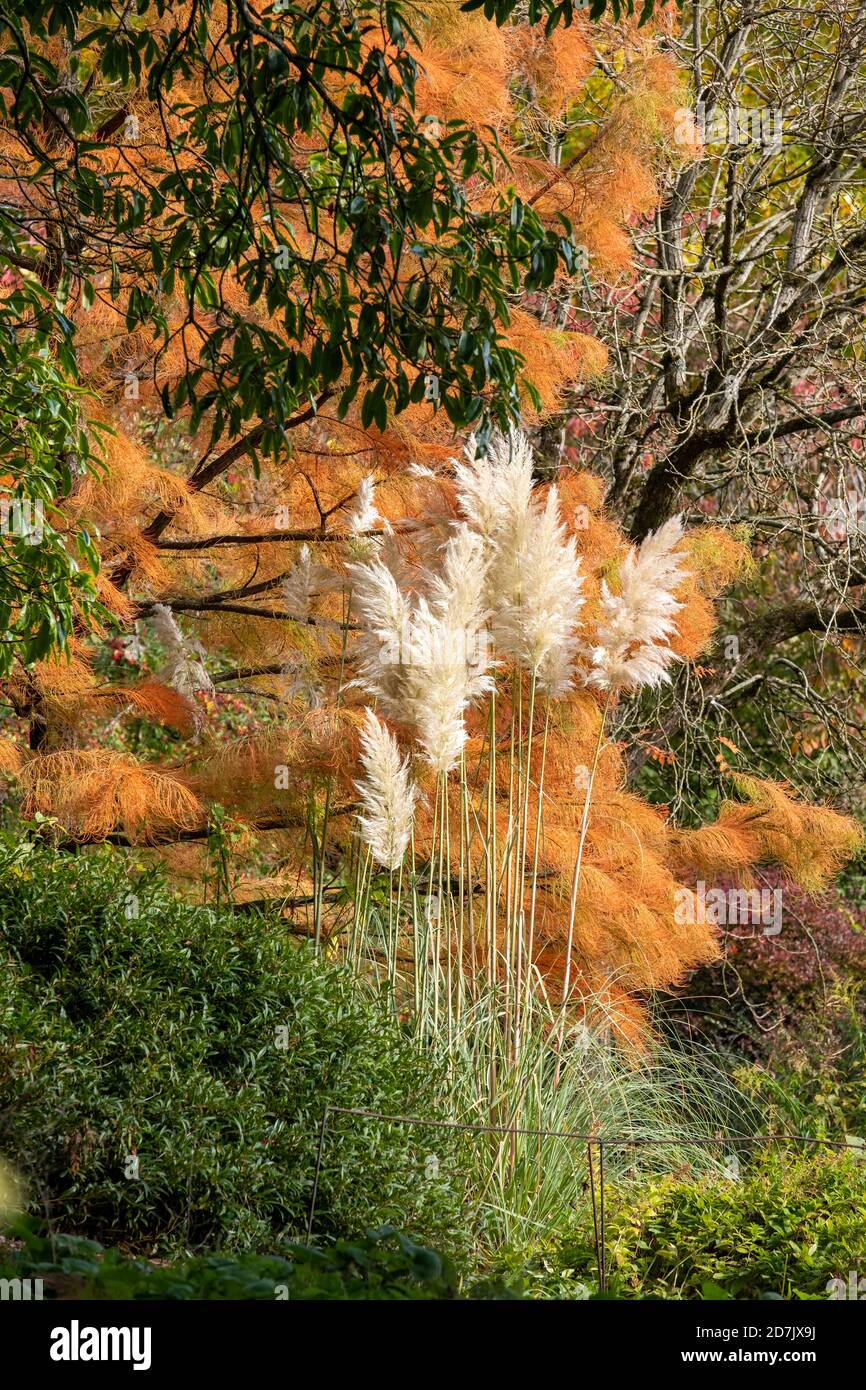 Pampas 2024 grass uk