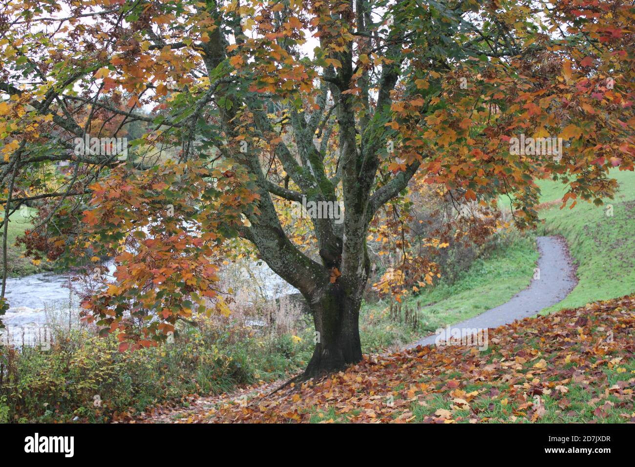 Trees shedding leaves in autumn. Autumn parks in UK. Stock Photo