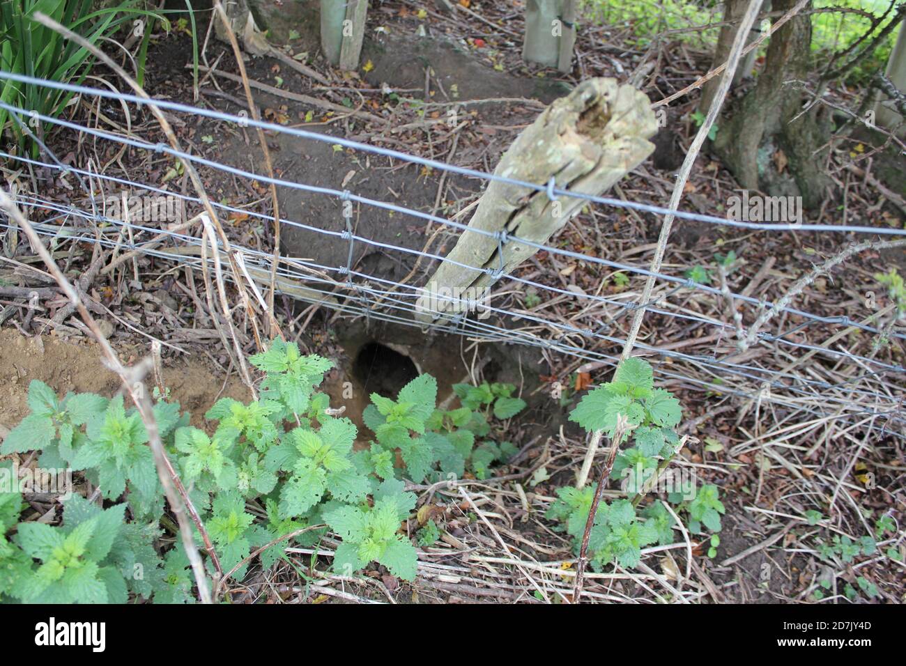 tree guards and damage from wild rabbits and hares digging warrens