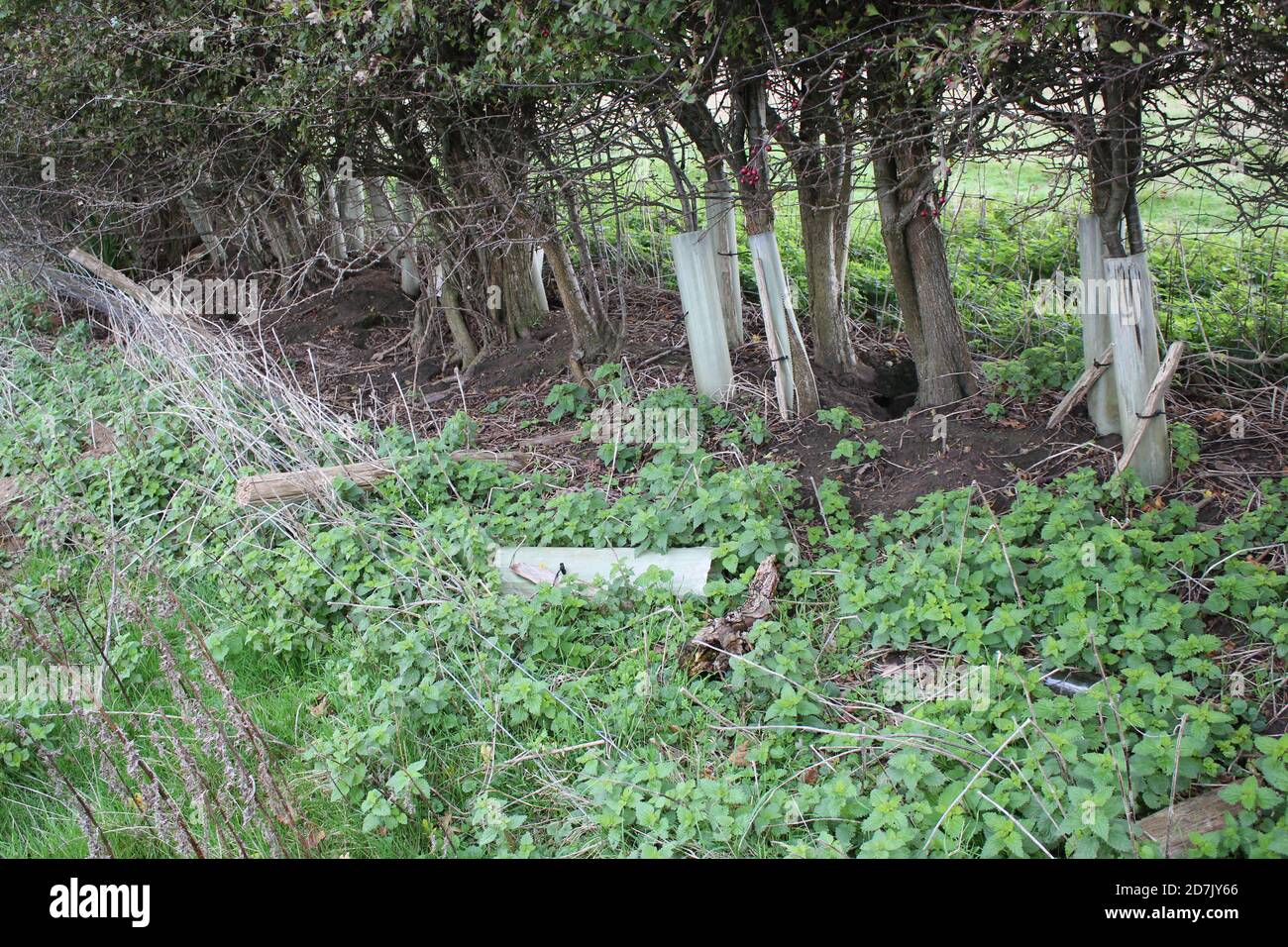 tree guards and damage from wild rabbits and hares digging warrens