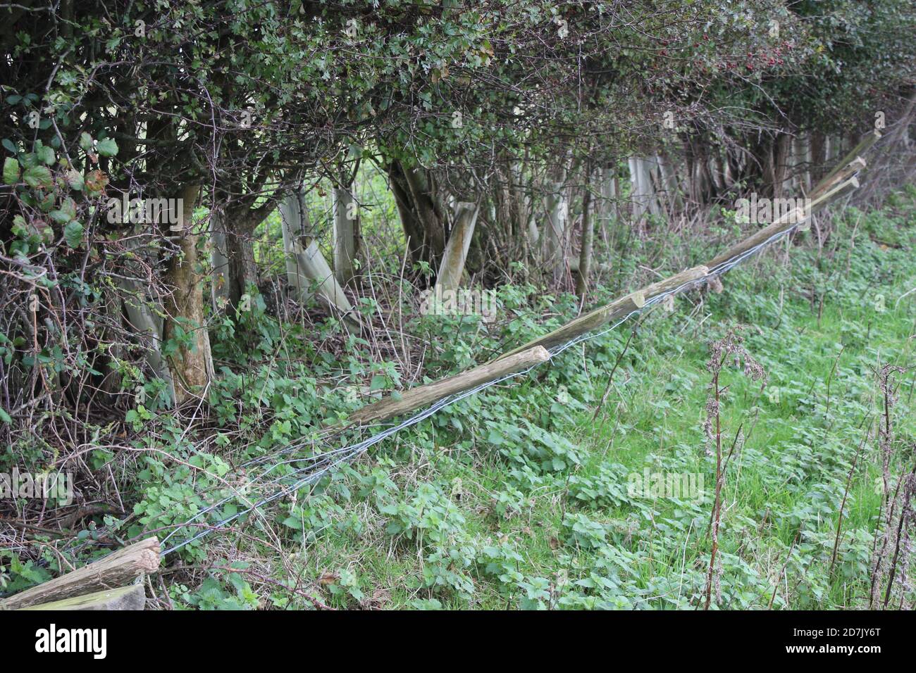 tree guards and damage from wild rabbits and hares digging warrens