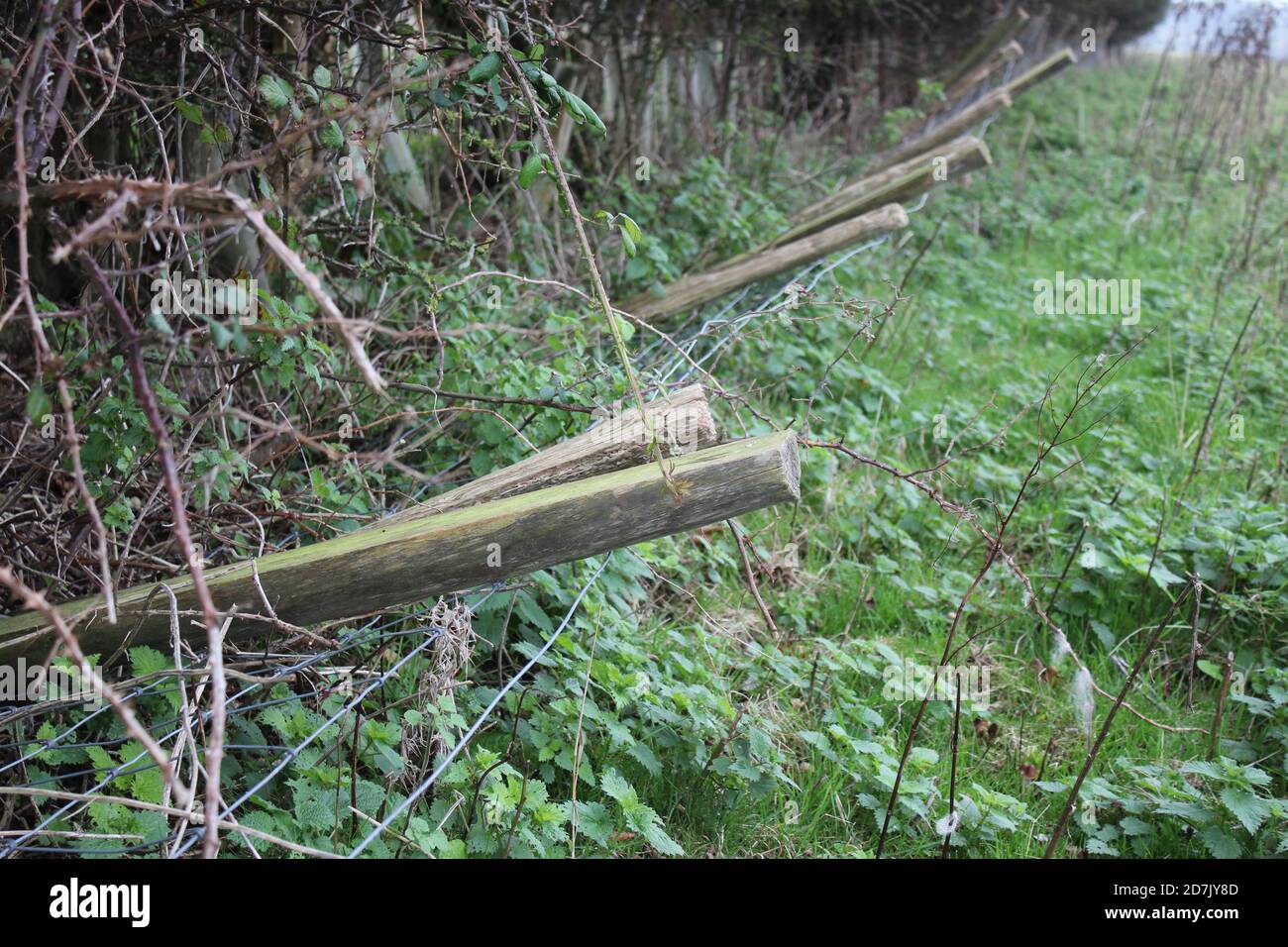 tree guards and damage from wild rabbits and hares digging warrens