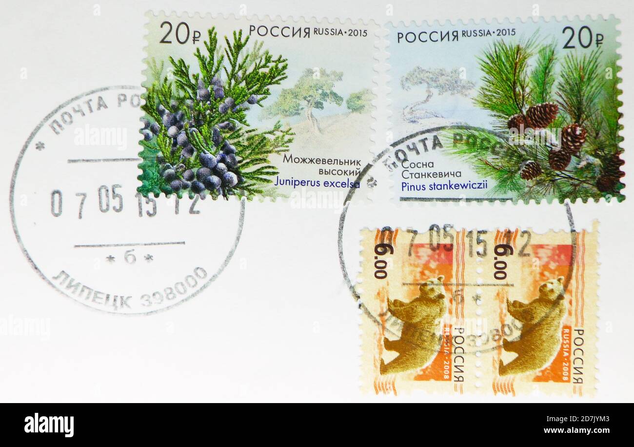 MOSCOW, RUSSIA - MARCH 11, 2020: Postage stamp printed in Russia with stamp of Lipetsk shows Pinus stankewiczii, Juniperus excelsa, serie, circa 2015 Stock Photo