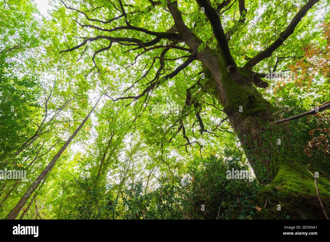 Tall oak hires stock photography and images Alamy