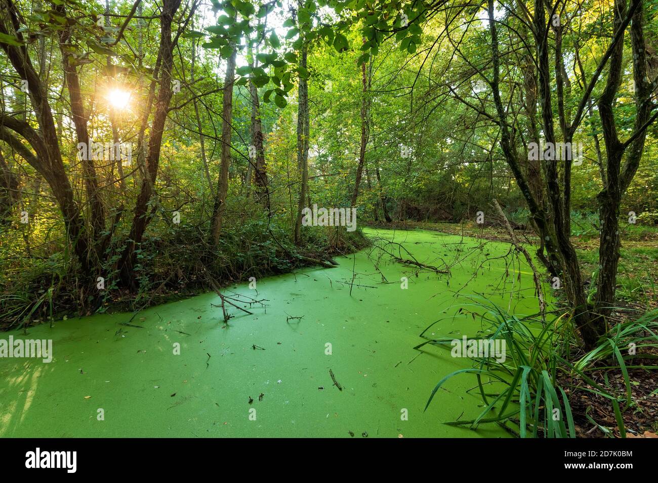 Green swamp land with bright fall sunset in the Mussonville park near Bordeaux, France Stock Photo