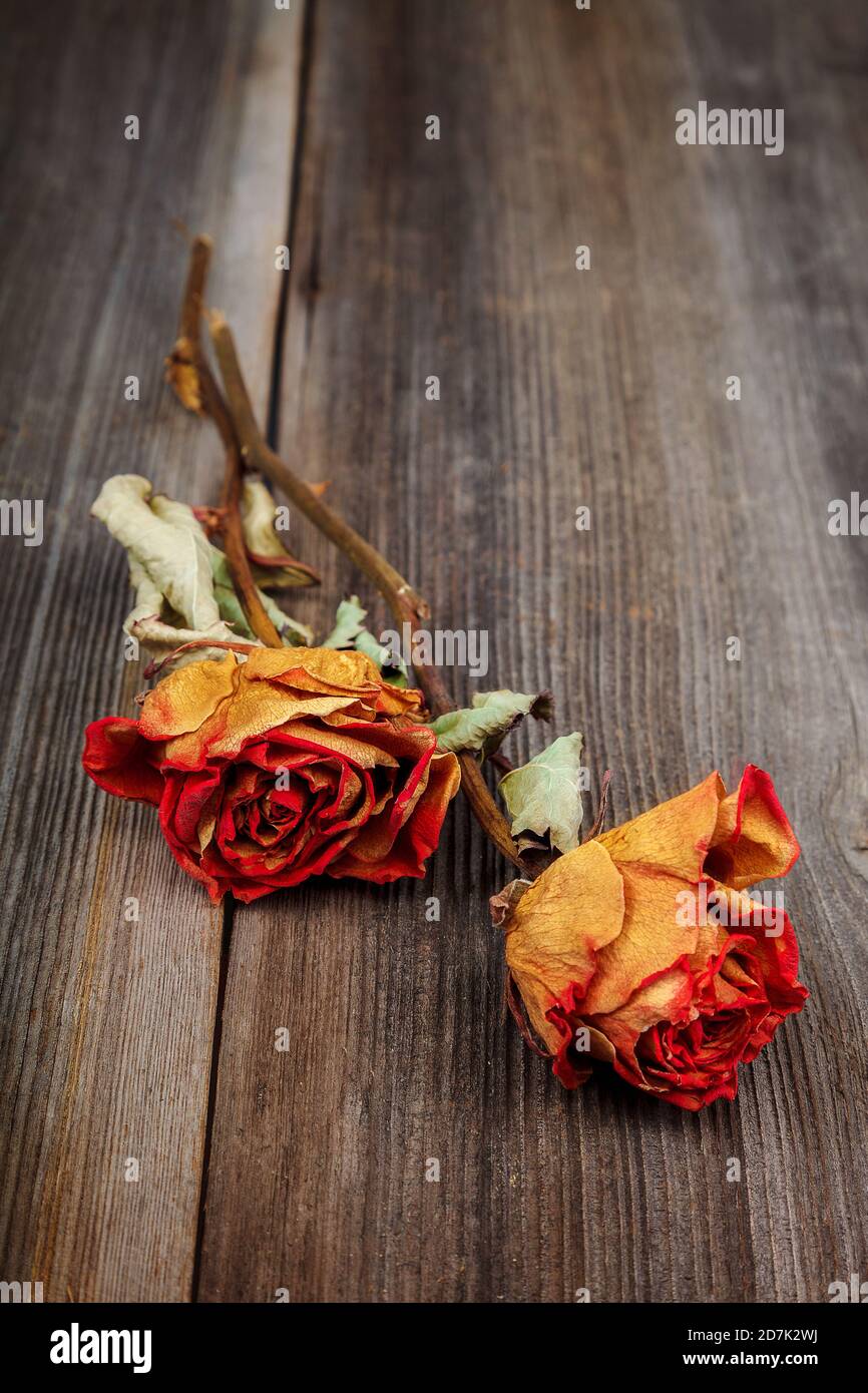 Dried flowers roses on a wooden background Stock Photo - Alamy