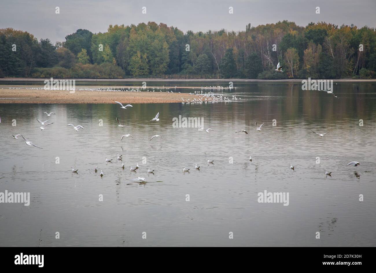 Migrating birds in autumn at the lake Markovec u Zizky. Sudomer, Czech Republic, Europe Stock Photo