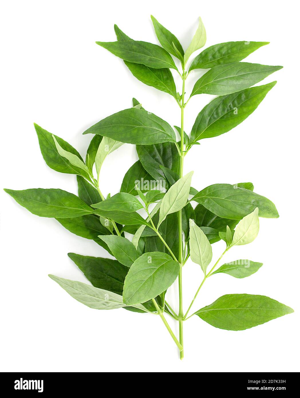 Andrographis paniculata plant on white background,top view Stock Photo
