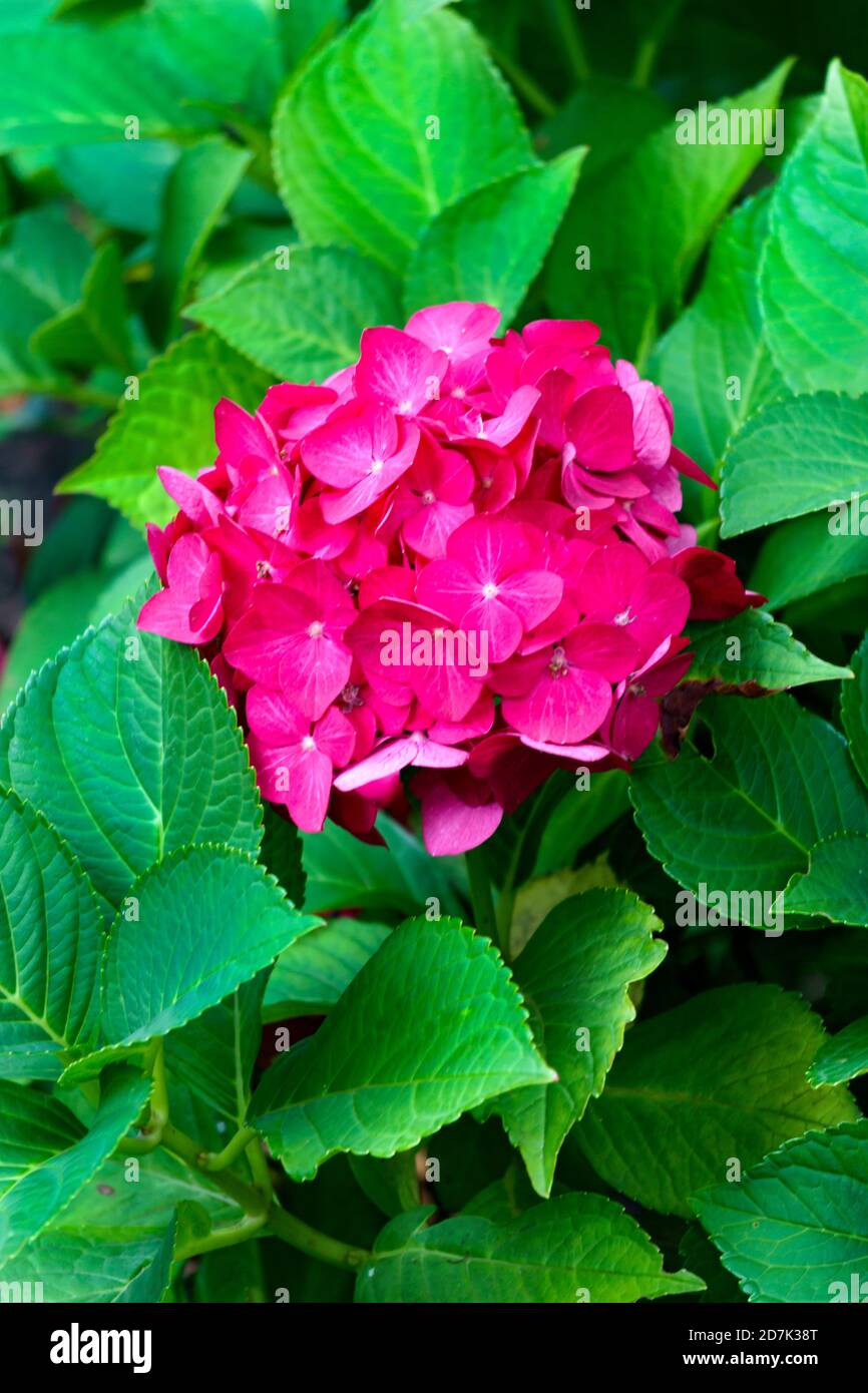 One bud of hydrangea with pink flowers and green leaves Stock Photo - Alamy