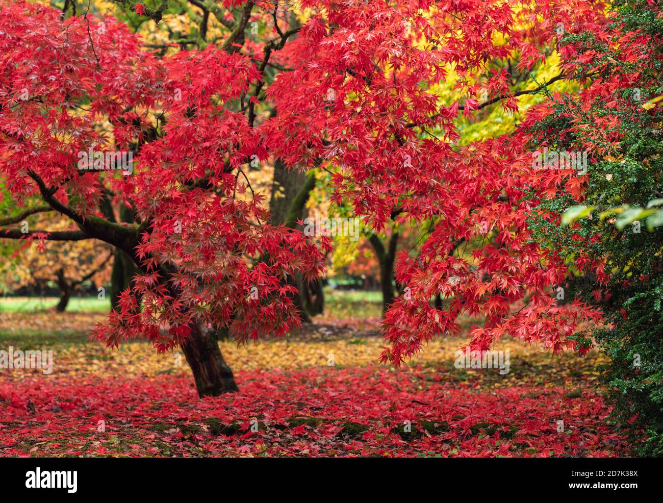 The bright red autumn leaves of Acer Palmatum Matsumurae in The Acer Glade at Westonbirt, The National Arboretum, Gloucestershire, England, UK Stock Photo