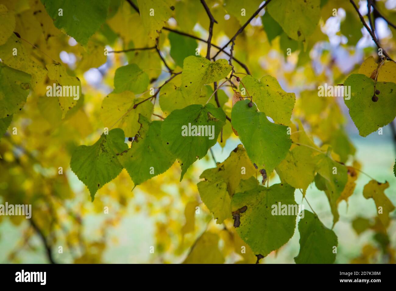 Basswood leaves in the autumn. Sudomer, Czech Republic, Europe Stock Photo