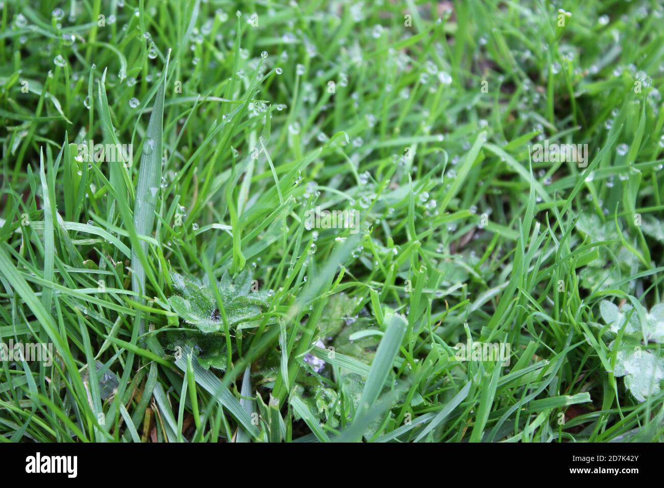 green grass background on meadow with drops of water dew close-up ...