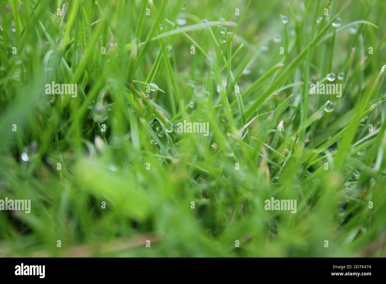 green grass background on meadow with drops of water dew close-up ...