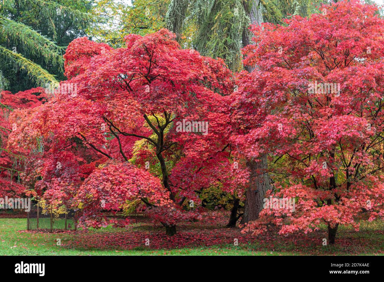 The autumn colour of Acers in The Acer Glade at Westonbirt The National Arboretum, The Cotswolds, Gloucestershire, England, UK Stock Photo