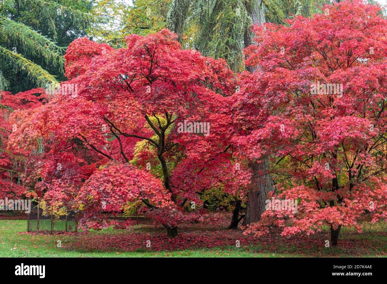 The autumn colour of Acers in The Acer Glade at Westonbirt  The National Arboretum, The Cotswolds, Gloucestershire, England, UK Stock Photo