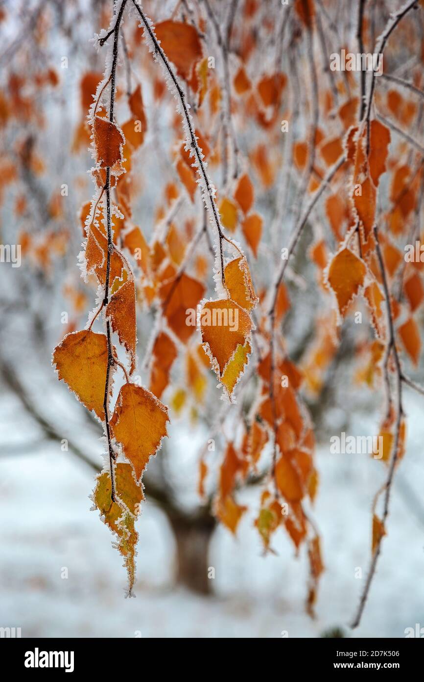 Birch yellow leaves in the frost as a background Stock Photo - Alamy
