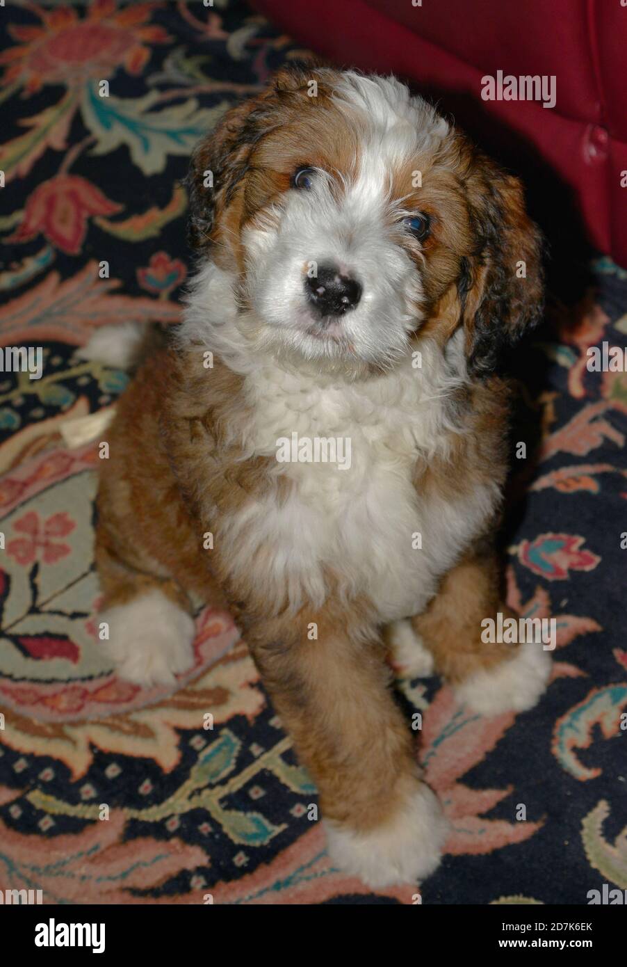 Bernedoodle dog Stock Photo