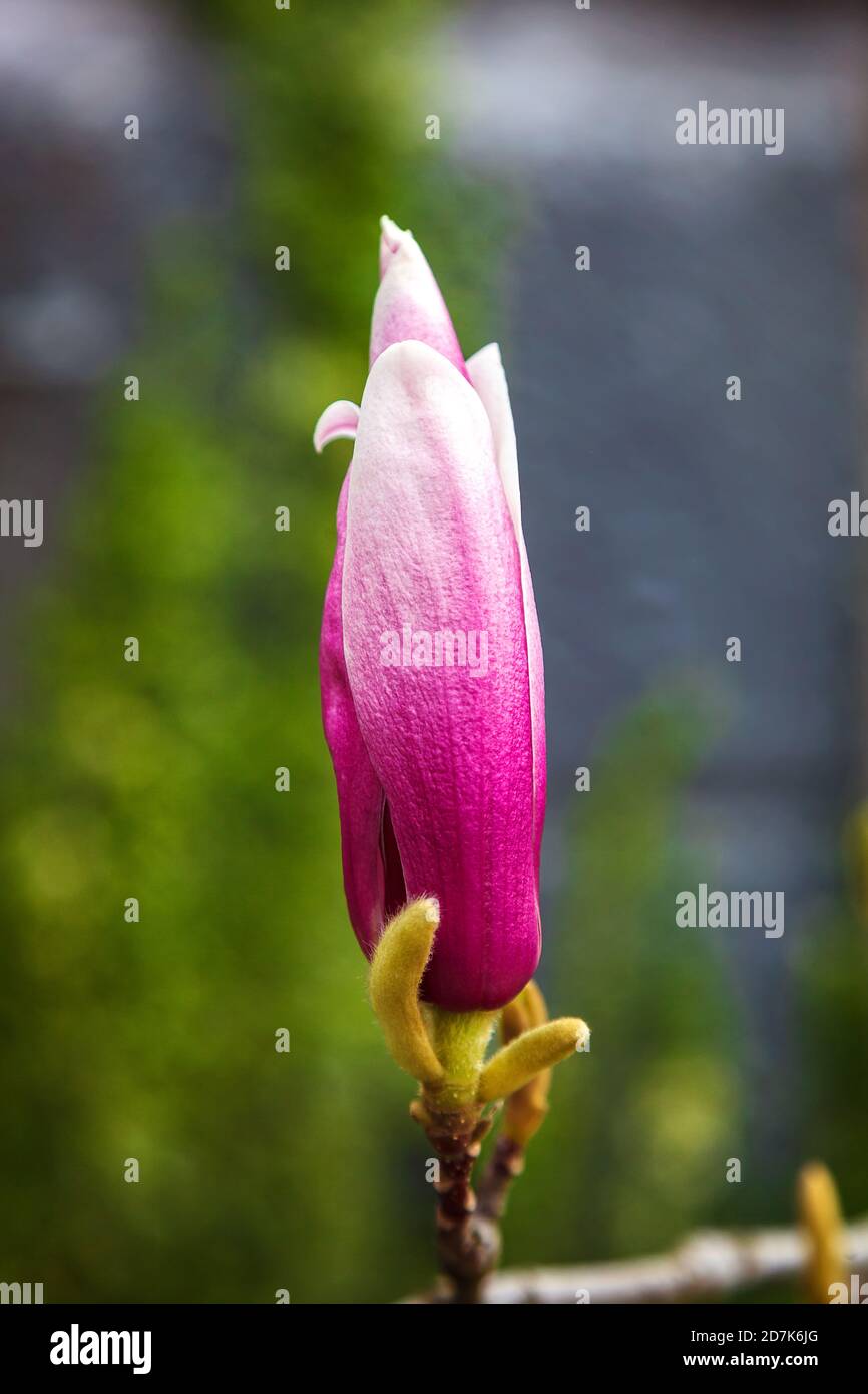 Pink flowers with green leaves of magnolia Stock Photo - Alamy