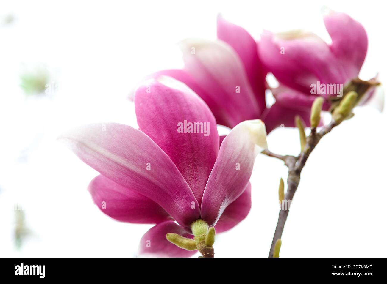 Pink flowers with green leaves of magnolia Stock Photo - Alamy