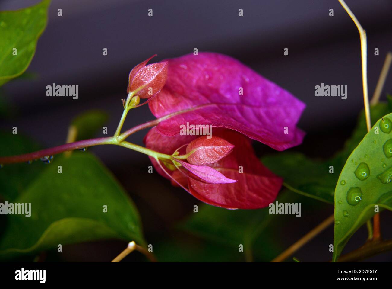 Bougainvillea plant and blooms Stock Photo