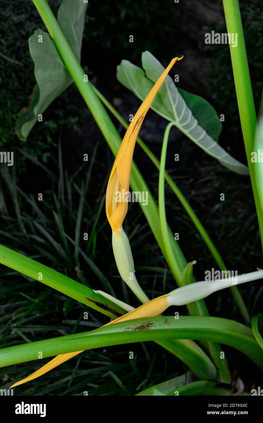 Elephant ear bloom Stock Photo - Alamy