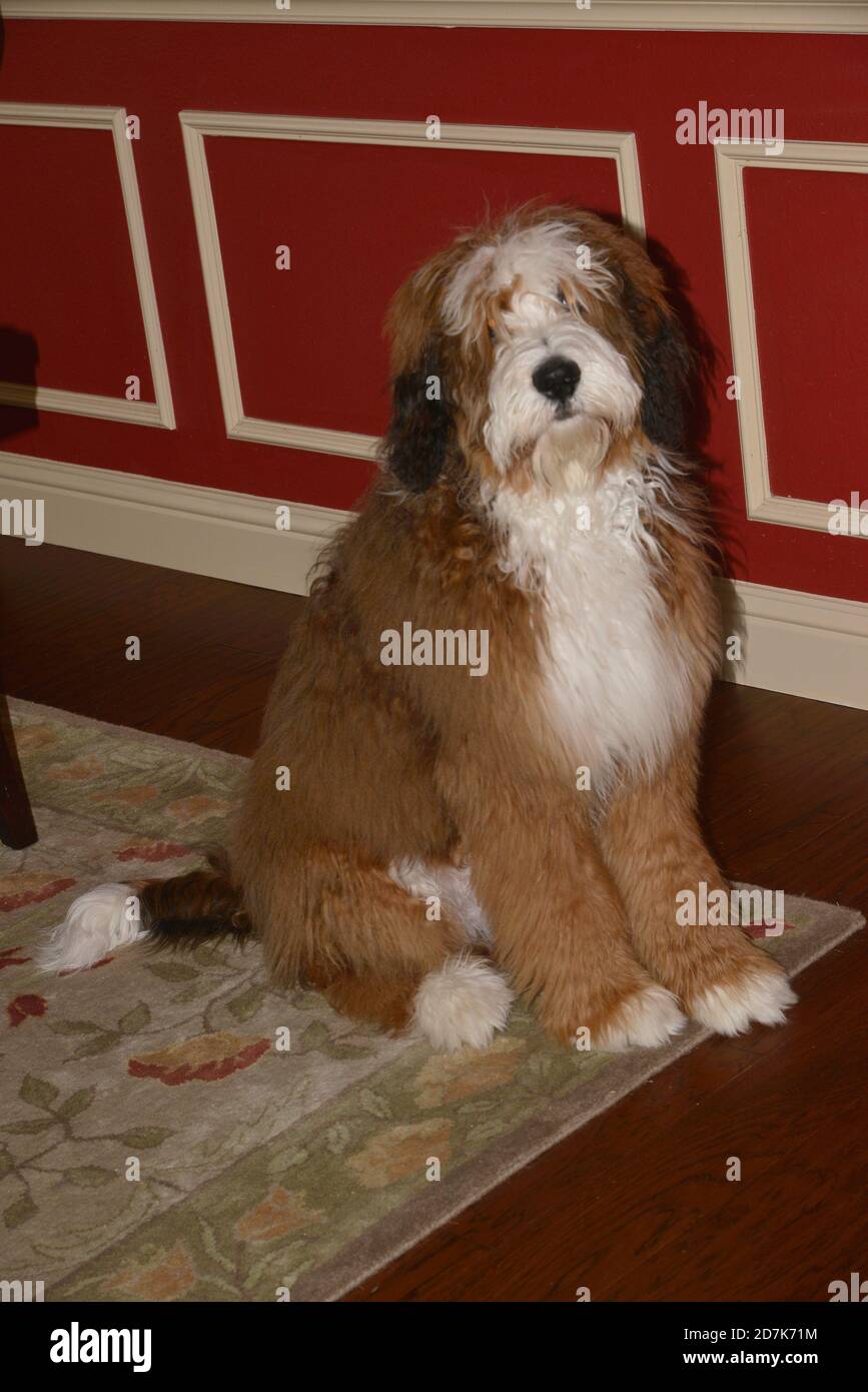 Bernedoodle dog Stock Photo