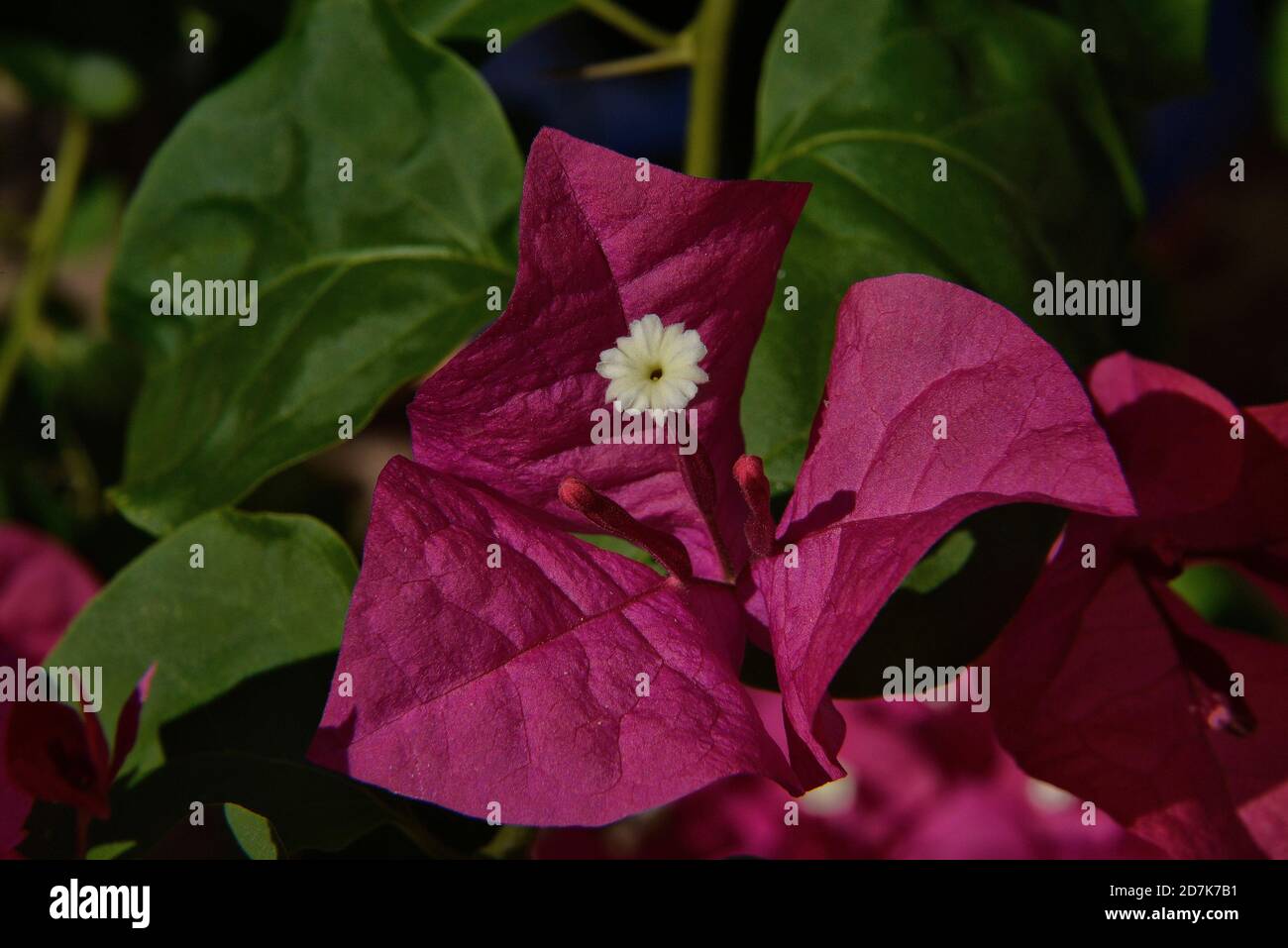 Bougainvillea plant and blooms Stock Photo Alamy