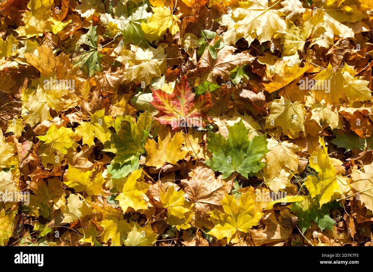 Background of colourful autumn leaves Stock Photo - Alamy