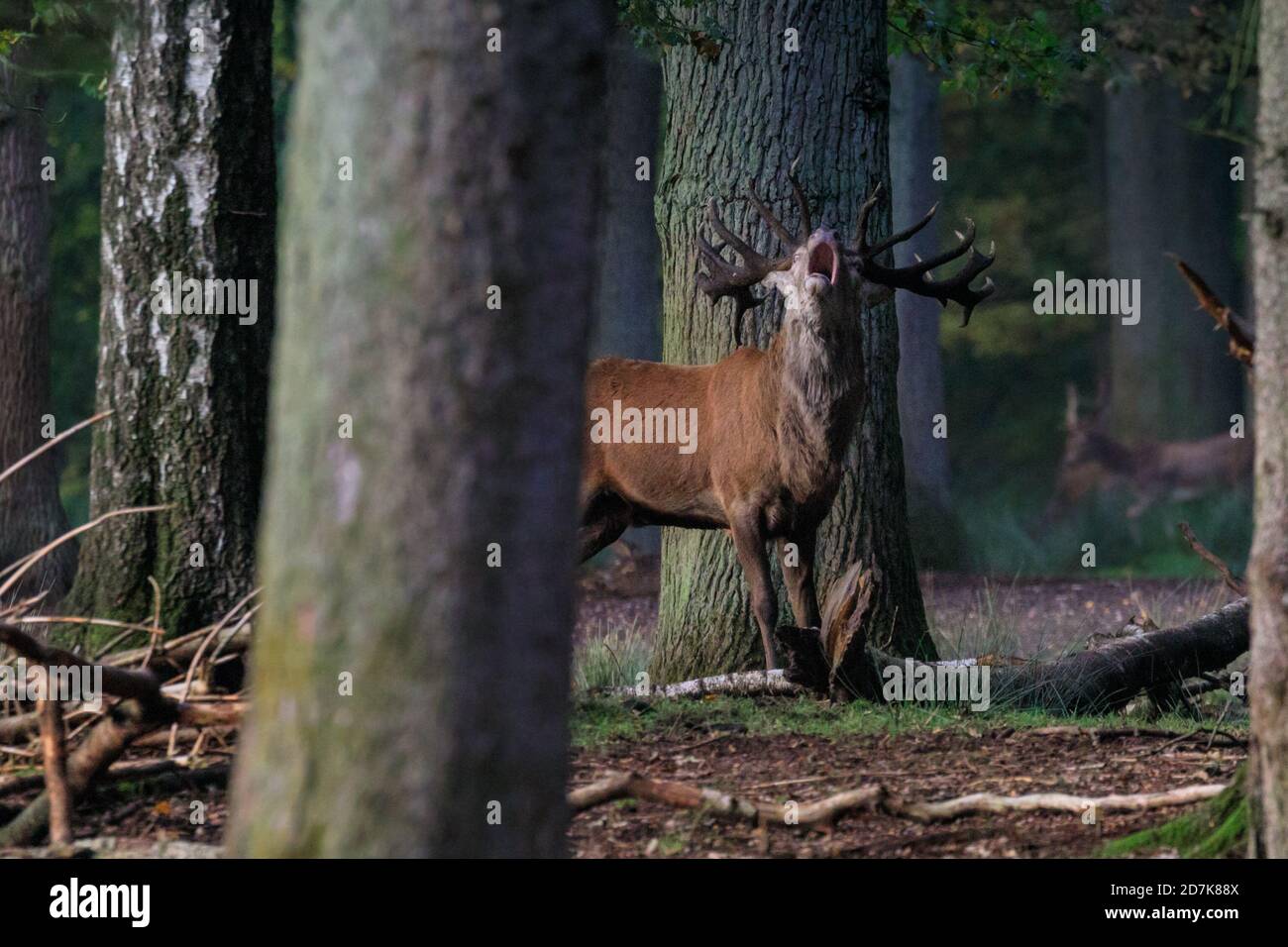 Duelmen, Muensterland, Germany. 23rd Oct, 2020. A red deer stag (cervus elaphus) with impressive antlers bellows and roars in woodland. The deer rutting season is fully under way with both red and fallow deer males at Duelmen nature reserve establishing their dominance and ranking. Credit: Imageplotter/Alamy Live News Stock Photo