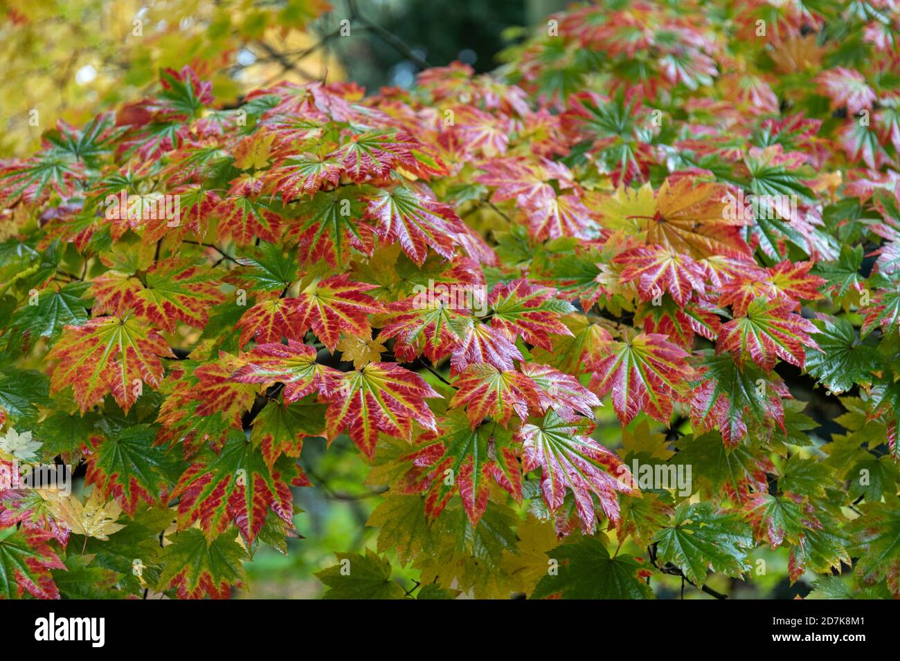 The autumn leaves of Acer Japonicum Vitifolium at Westonbirt National Arboretum, Gloucestershire, England, UK Stock Photo