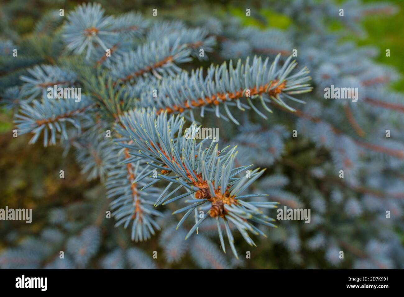 A branch of blue fir tree close-up. Stock Photo