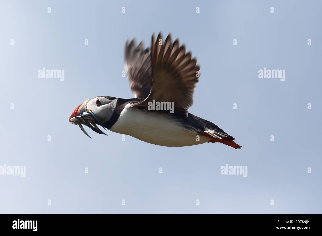 Atlantic Puffin flying with sandeels Stock Photo
