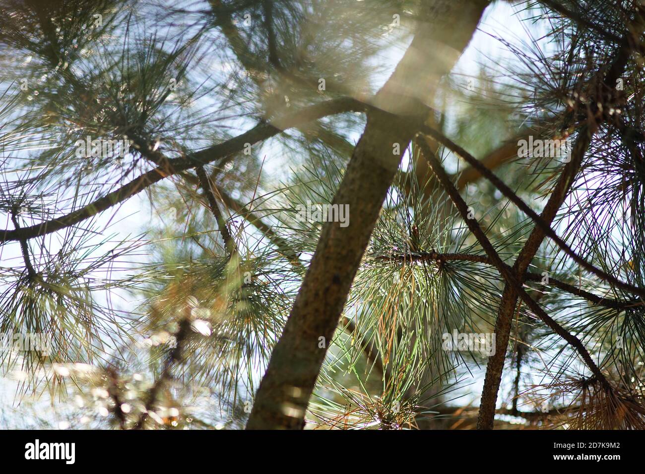 Pine tree closeup branches with magic sun light Stock Photo - Alamy