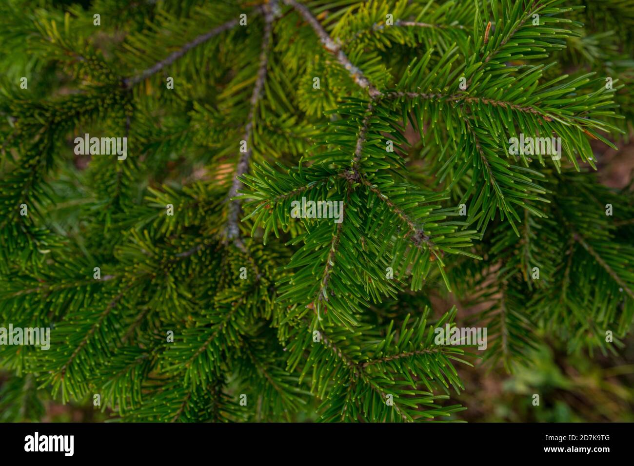 A branch of green fir tree close-up. Stock Photo