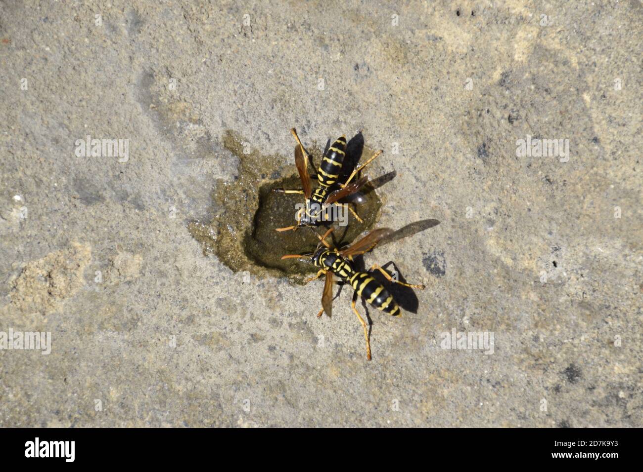 Wasps Polistes drink water. Watering in the summer heat. Stock Photo